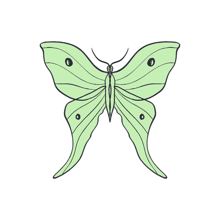 Actias Selene butterfly, luna moon moth. Hand drawn illustration. Good for cloth prints, apps and web iconsのイラスト素材