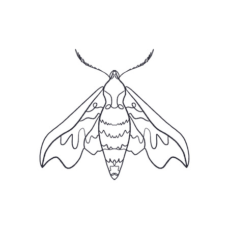 Deilephila elpenor. Contour hawk moth. Antistress coloring. Butterfly sketch EPSのイラスト素材