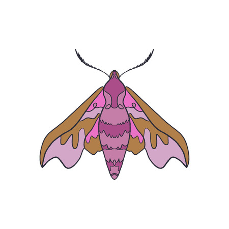 Deilephila elpenor. Pink hawk moth. Butterfly sketch EPSのイラスト素材