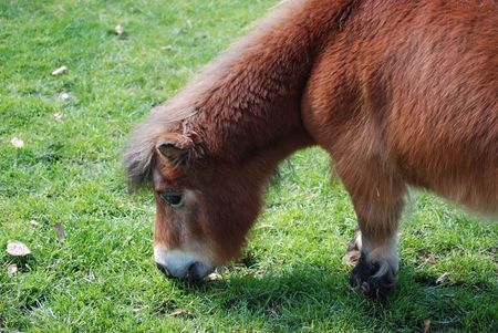 Pony eats grassの写真素材