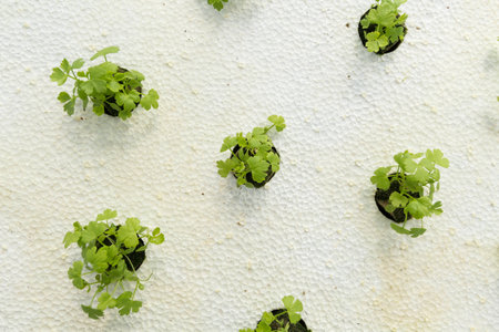 Young organic vegetable is grown in foam.の写真素材
