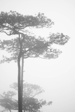 Pine tree in B&W.の写真素材
