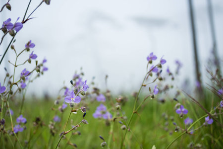 Wild flower with fog in background.の写真素材