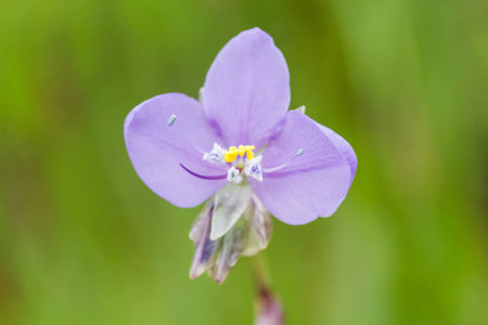 Purple wild flower in rainy season.の写真素材