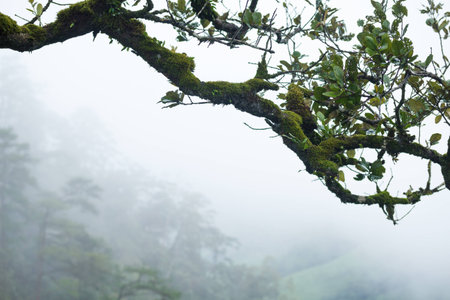 Moss covered the branch of tree.の写真素材
