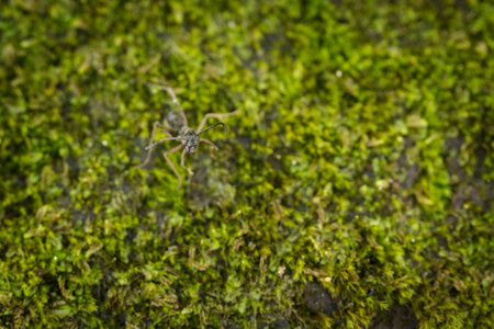 Macro of black antの写真素材