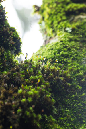 Green moss with drop of water.の写真素材
