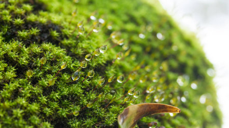 Green moss with drop of water.の写真素材