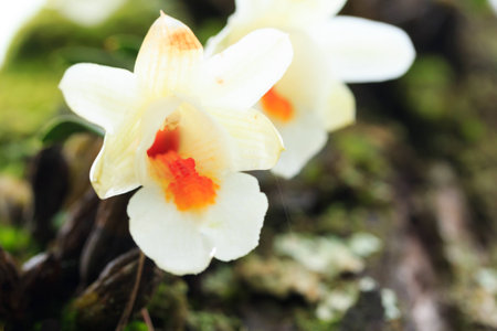 White flower rised on the tree.の写真素材