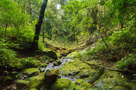 The beautiful of perfect forest.