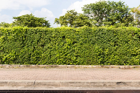 Scene of leaf fence and pavementの写真素材