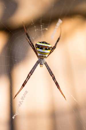 Close up wild spiderの写真素材