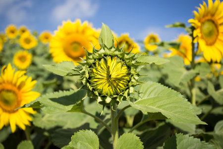 Vibrant big sun flowerの写真素材