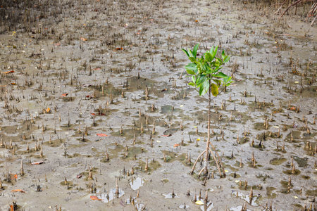 New mangrove tree stand on muddy soilの写真素材