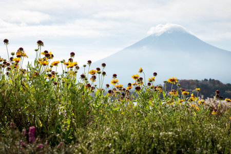 Fuji mountain with tree in foregroundの写真素材