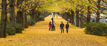 Tokyo, Japan - Nov 18, 2015 : Autumn is the peak period for travel at Showa Kinen Park, Tokyo, Japan. Maidenhair trees chang to yellow. It is beautiful scene.のeditorial素材