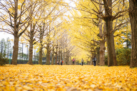 Tokyo, Japan - Nov 18, 2015 : Autumn is the peak period for travel at Showa Kinen Park, Tokyo, Japan. Maidenhair trees chang to yellow. It is beautiful scene.のeditorial素材