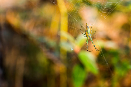 Green spider with webの写真素材