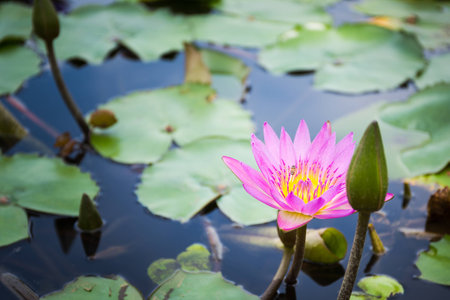 Hilighted pink lotus and bee with darker backgroundの写真素材
