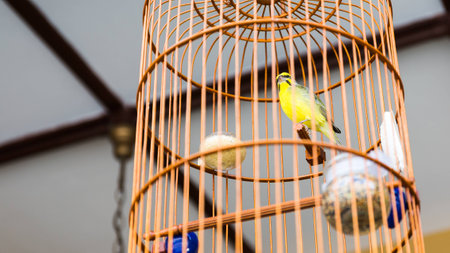 Close up of yellow bird in wooden asia style cageの写真素材