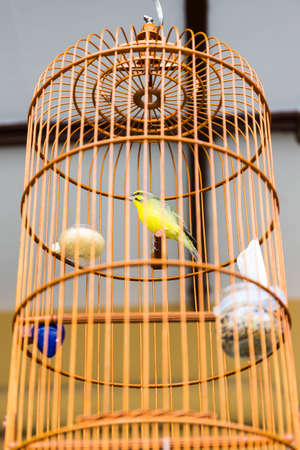 Close up of yellow bird in wooden asia style cage