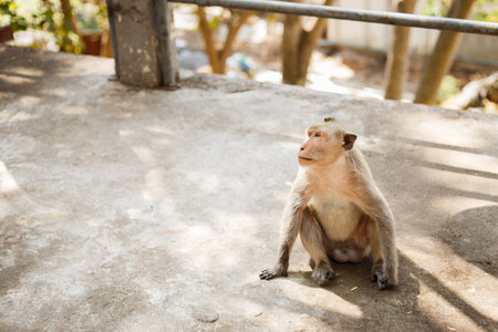 Wild monkey in Thailand sit on concrete floor is looking for somethingの写真素材
