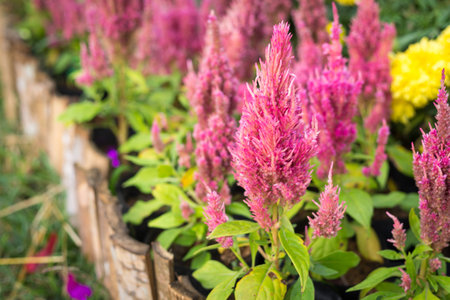 Pink flowers for decoration and wood fence in garden