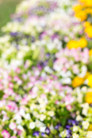 Blurry of small flowers use as backgroundの写真素材