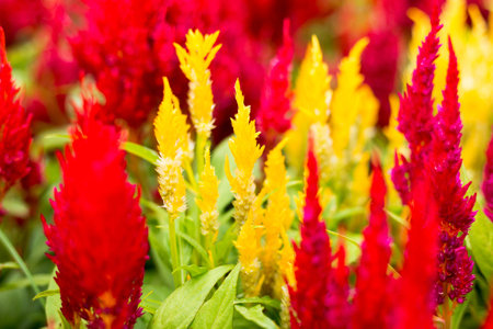 Yellow and red flowers with green leaf in backgroundの写真素材