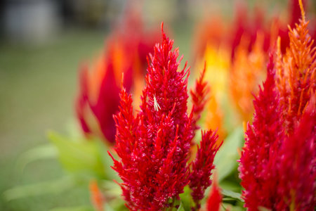 Small insect is standing on red flower