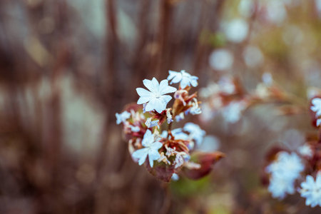 Close up of blue wild small flower on mountain. Split tone of highlight and shadow to be light blue and red.の写真素材