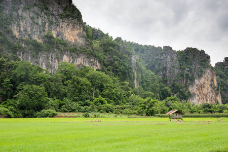 Scene of small hut in green paddy with mountain in backgroundの写真素材