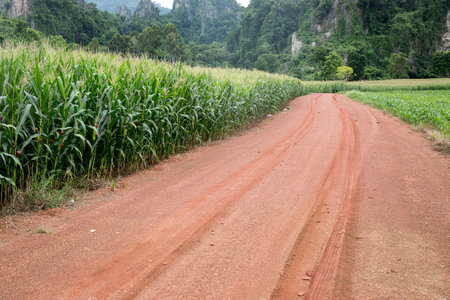 Gravel road with trace along with corn for feedの写真素材