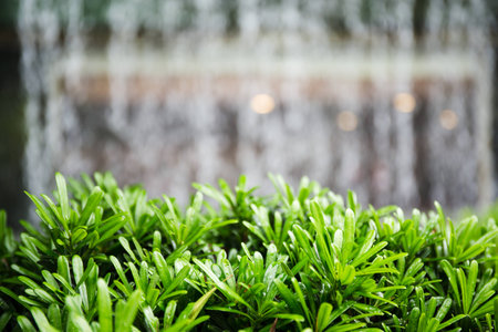 Green leaf of small plant and water in background make this picture look green and cool.の写真素材