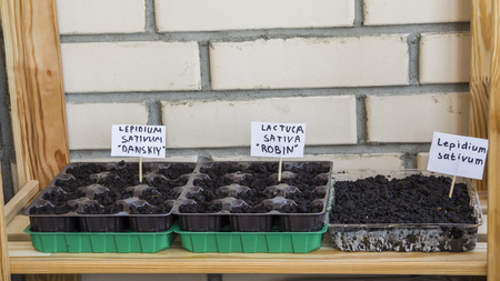 Several plastic containers with garden soil. Planted seedlings. A small sign with the name of the species. On the background of a brick wall. Natural light.の写真素材