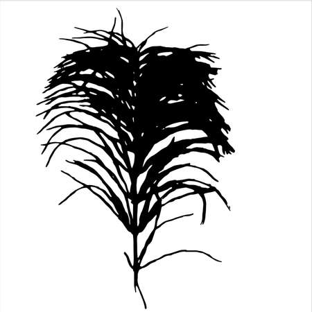 A black - and-white image of a plant isolated on a white background. An abstraction. Vector drawing.のイラスト素材
