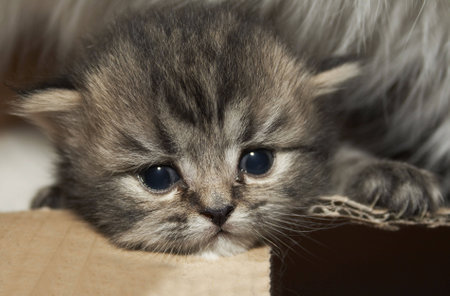 Gray kittenの写真素材