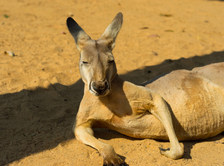 Red Kangarooの写真素材