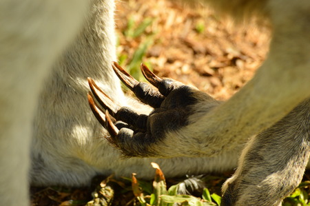 Eastern Grey Kangaroo Handsの写真素材
