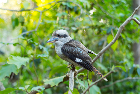 Kookaburra Sitting On A Stickの写真素材