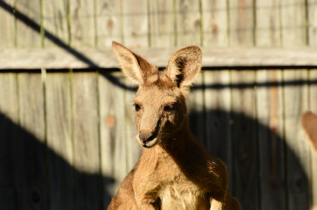 Eastern Grey Kangaroo