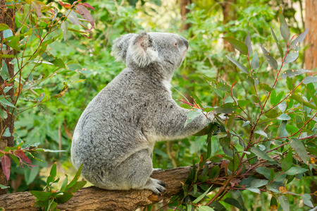 Koalaの写真素材