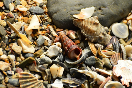 seashells