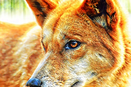 Dingoの写真素材