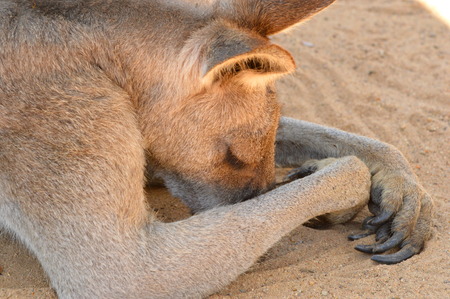 eastern grey kangaroo Sleepingの写真素材