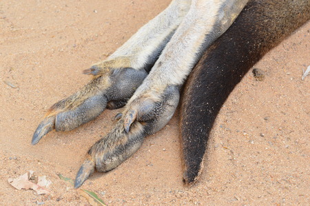 Kangaroo Feet And Tailの写真素材