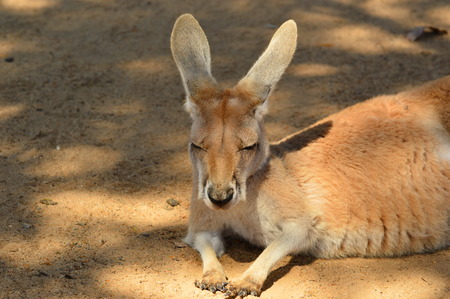 Red Kangaroo Joeyの写真素材