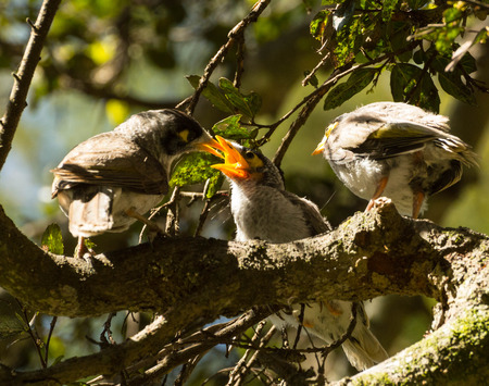 Mom Feeding Baby Birds Noisy Miners