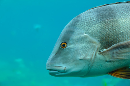 Fish Swimmingの写真素材