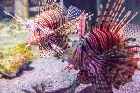 Fish in A Fish Tank